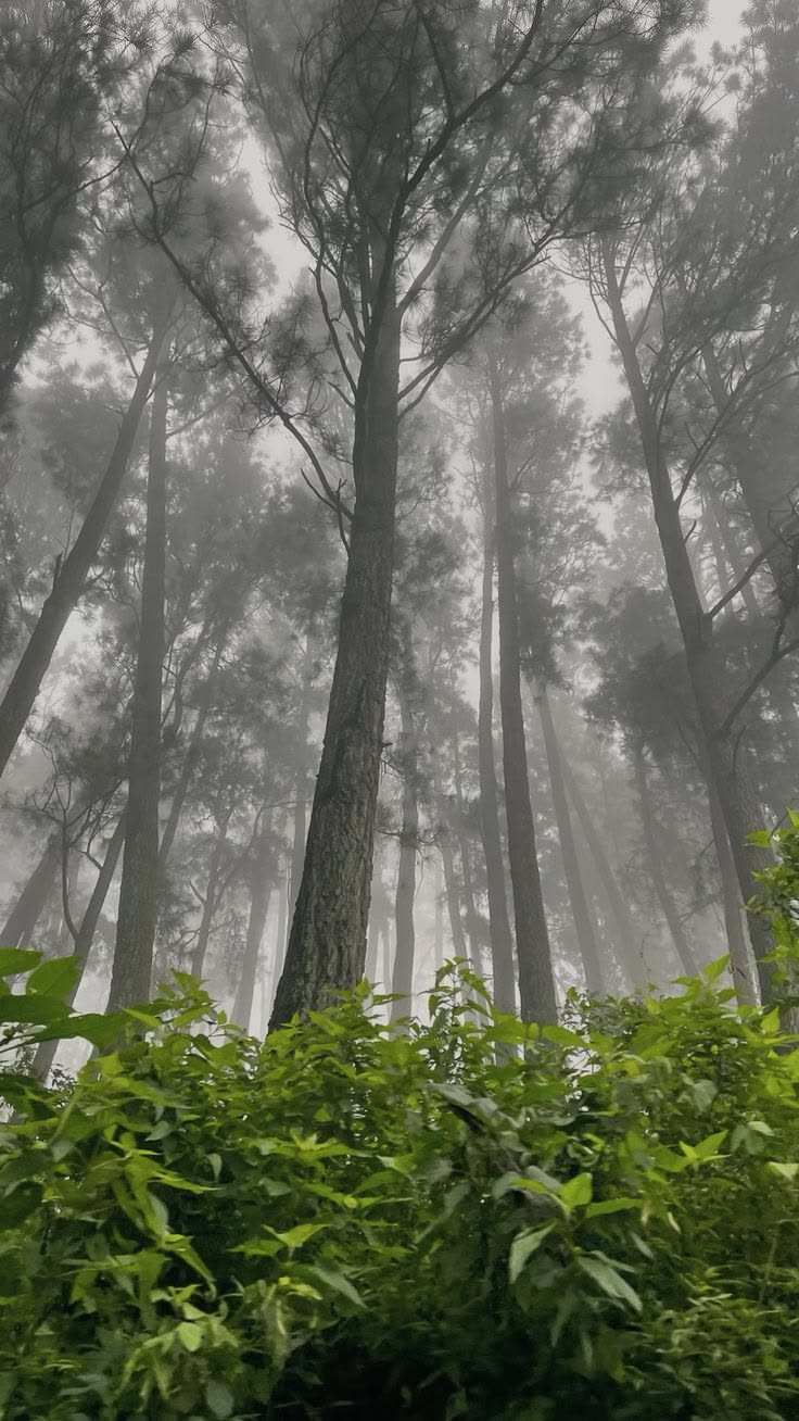 Kanthaloor highland mist valley view resort